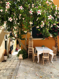 Potted plants on table at yard