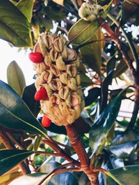 Close-up of flowers growing on tree