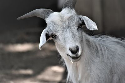 Close-up of a goat