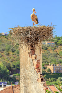 Low angle view of bird perching on wooden post