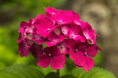 Close-up of flowers blooming outdoors