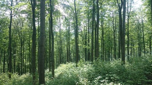 View of trees in forest