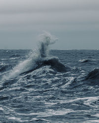 Close-up of whale swimming in sea