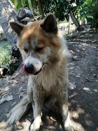 Dog looking away on field