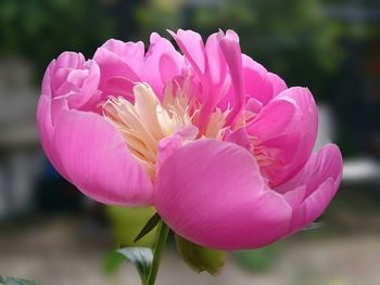 Close-up of pink orchid