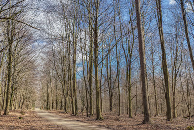 Bare trees in forest