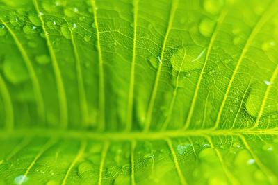 Full frame shot of green leaves