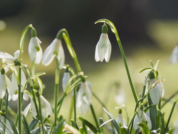 Close-up of white flowering plants on field