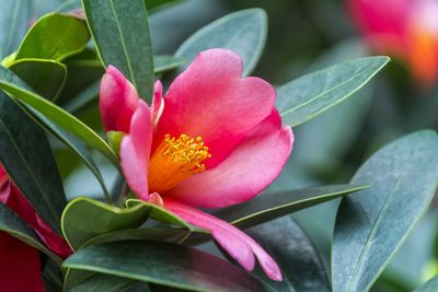 Close-up of pink flower blooming outdoors