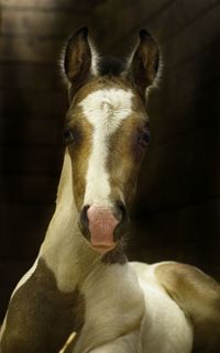 Portrait of foal at stable