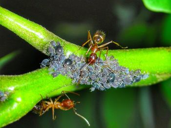 Close-up of ant on leaf