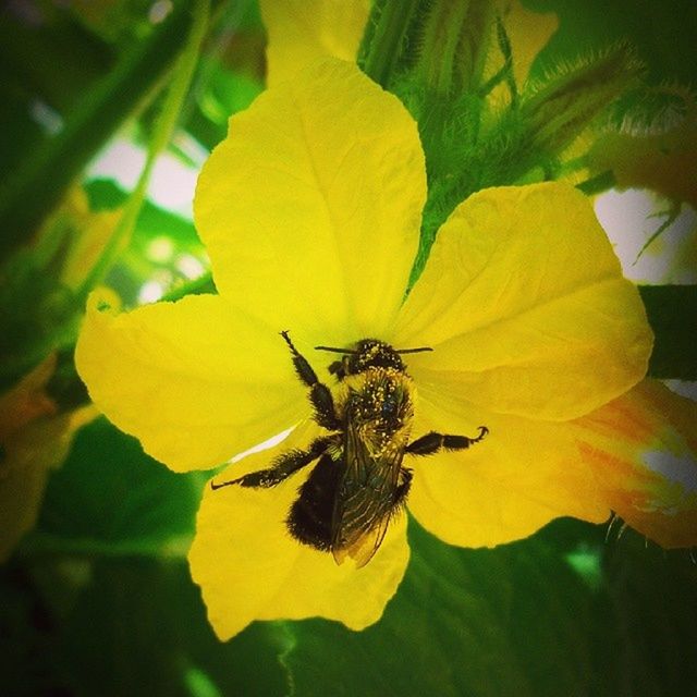 flower, petal, yellow, freshness, flower head, fragility, growth, beauty in nature, close-up, one animal, insect, nature, plant, focus on foreground, single flower, leaf, blooming, pollen, animal themes, stamen