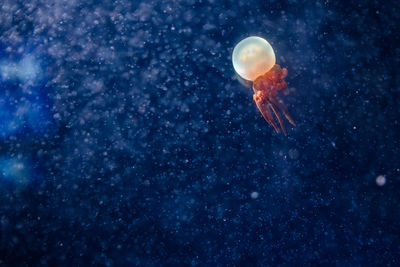 Jellyfish swimming in water