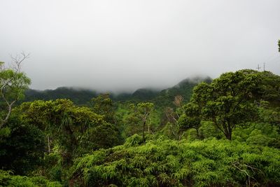 Scenic view of forest against sky