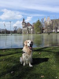 Golden retriever dog by lake against vajdahunyad castle