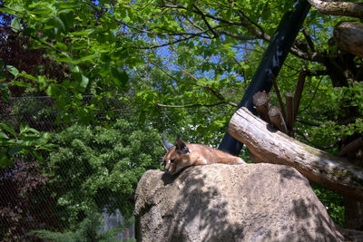 Squirrel sitting on tree