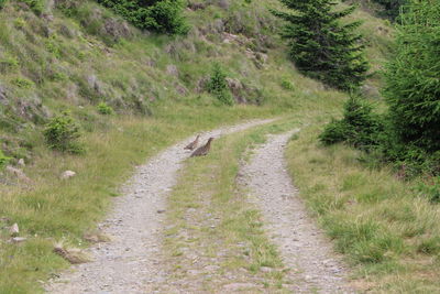 Dirt road passing through rural landscape