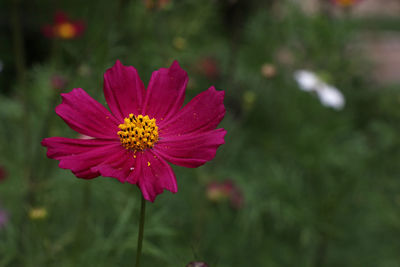 Close-up of pink flower