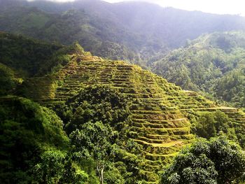 High angle view of agricultural landscape