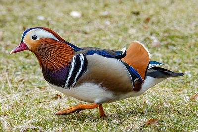Close-up of a bird on field