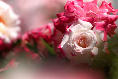 Close-up of roses blooming outdoors