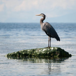 High angle view of gray heron on sea against sky