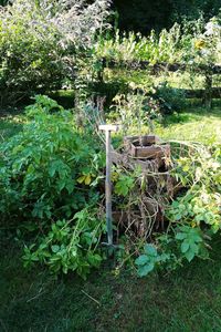 High angle view of plants growing in garden