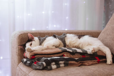 Black-white cat is lying on a sofa with some plaids  on a background white curtain and lights.