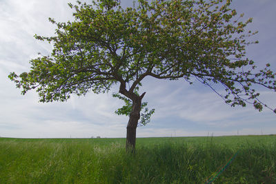 Scenic view of grassy field against sky