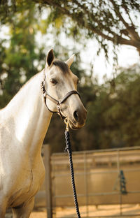 Horse standing at pen against trees