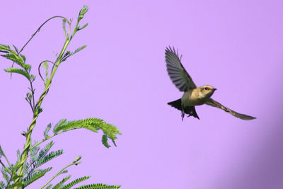 Low angle view of bird flying against sky