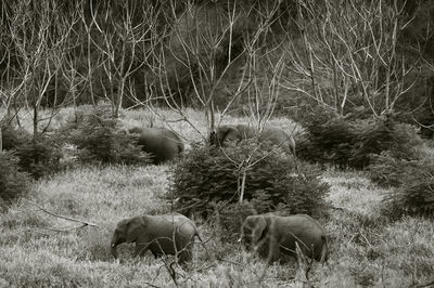 View of sheep grazing in field