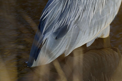 Close-up of a bird