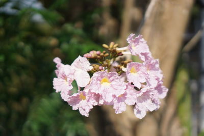 Close-up of pink flowering plant