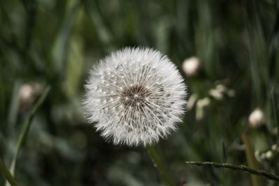 Close-up of dandelion flower