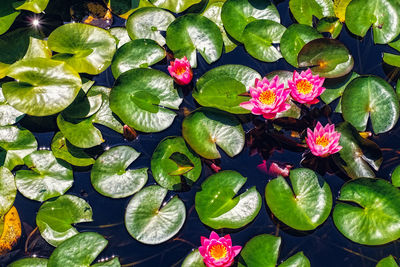 Beautiful lotus flowers in a small pond
