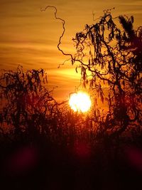 Close-up of silhouette tree against sunset