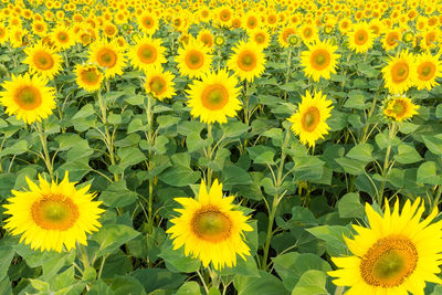Close-up of yellow sunflowers on field