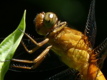 Close-up of insect on black background