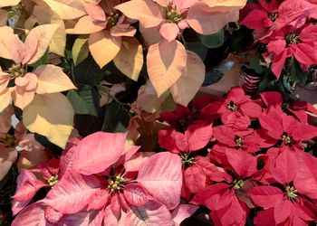 Close-up of bougainvillea plant