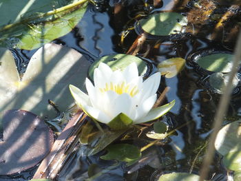 Lotus water lily in lake