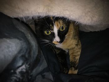 Close-up of cat sitting on bed