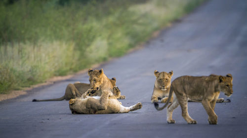 Lion cubs on road