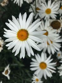 Close-up of white flowers blooming outdoors