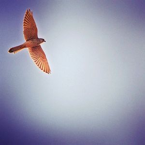 Low angle view of bird flying against clear sky