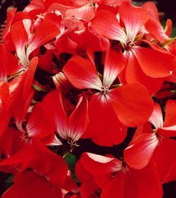 Full frame shot of red flowers