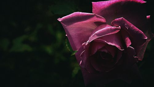 Close-up of pink rose