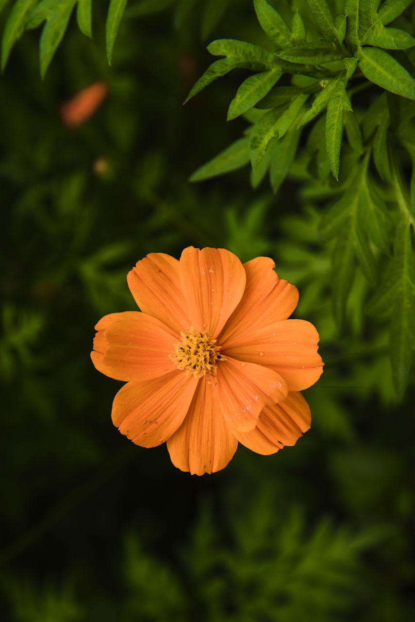 CLOSE-UP OF ORANGE FLOWER AGAINST LEAF