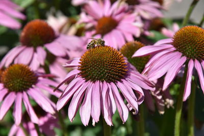 Close-up of pink flowering plant