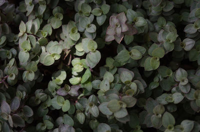 Full frame of leaves